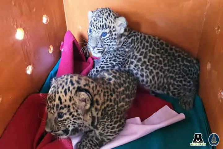 Two leopard cubs reunited with mother in Maharashtra’s Nirgude village