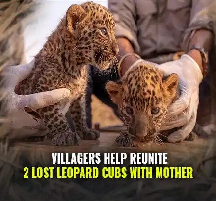 Two Leopard Cubs Rescued From Maharastra’s Village, Reunited With Mother