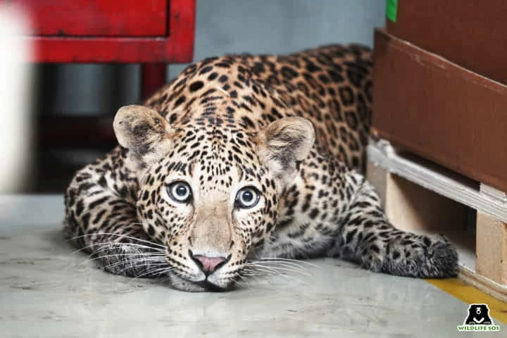 Male leopard brings Mercedes Benz factory in Pune to a grinding halt!