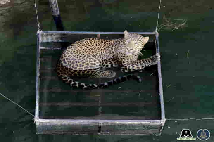 Drowning leopard rescued from 50-feet-deep well in Maharashtra