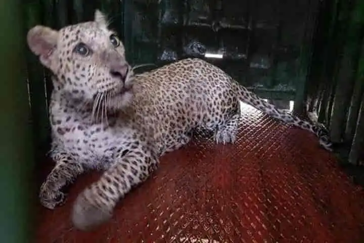 All women team of forest guards in Surat rescues and tags leopards