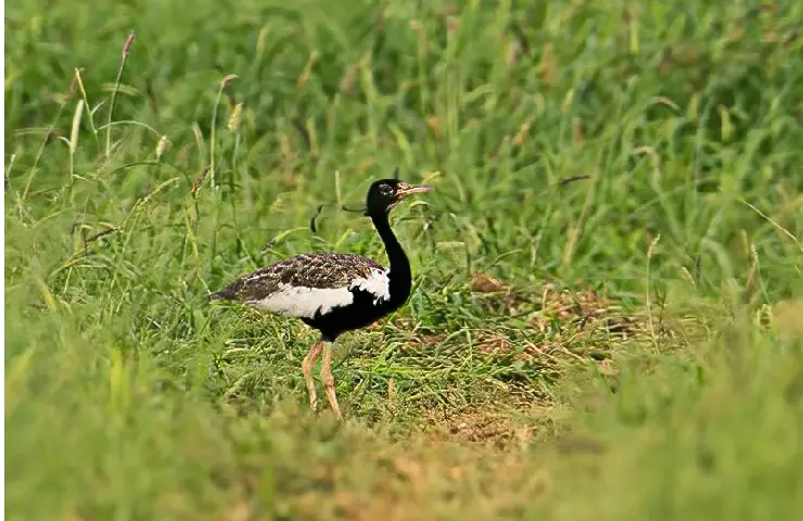 Endangered Lesser Florican bird jumps 500 times in the air to impress female