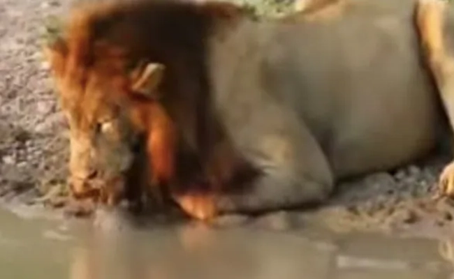 Video shows a mighty lion getting pushed around by a puny turtle!