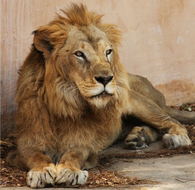 Human-wildlife conflict worsens in Kenya with killing of 11 lions