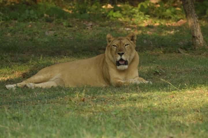 Lioness dies of Covid in Chennai zoo, 8 lions also test positive for Coronavirus