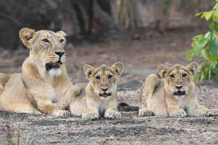 State-of-the-art diagnostic and research centre for lions to come up in Gujarat