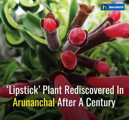 ‘Lipstick’ Plant Rediscovered In Arunanchal After A Century