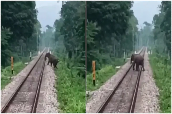 Caught on camera: Alert loco pilots slam brakes in nick of time and save wild elephant from being run over in Bengal