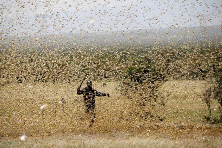 Climate change is triggering pest attacks on crops, says UN-sponsored study