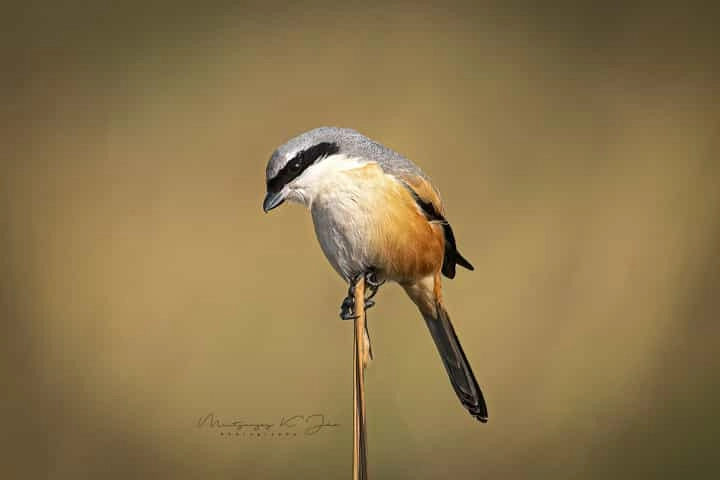 Long-tailed Shrike- the butcher bird with Mask of Zorro