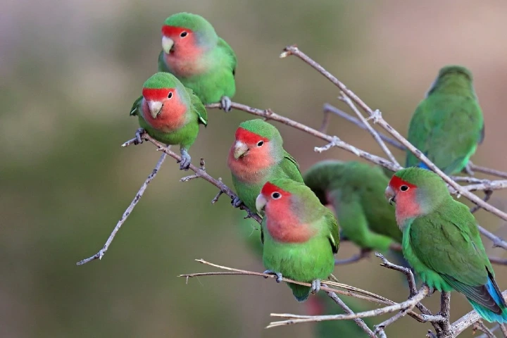 Meet rosy-faced parrots who use their strong beaks to climb trees!