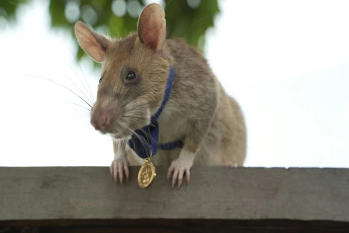 Magawa the life-saver rat who detected landmines passes away