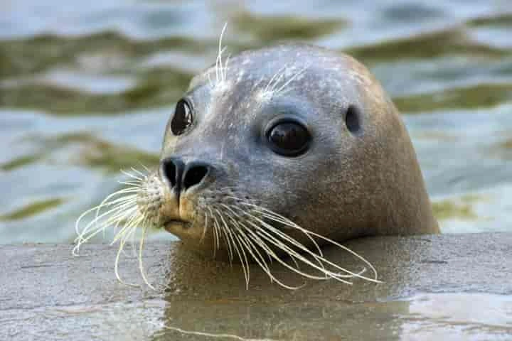Bird Flu claims a new victim – Seals that throng US beaches