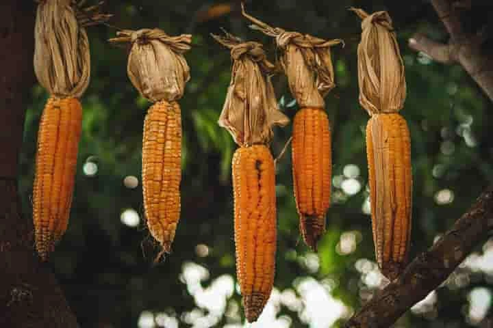 Did mass migration turn Mayan people into maize eaters 5600 years ago?