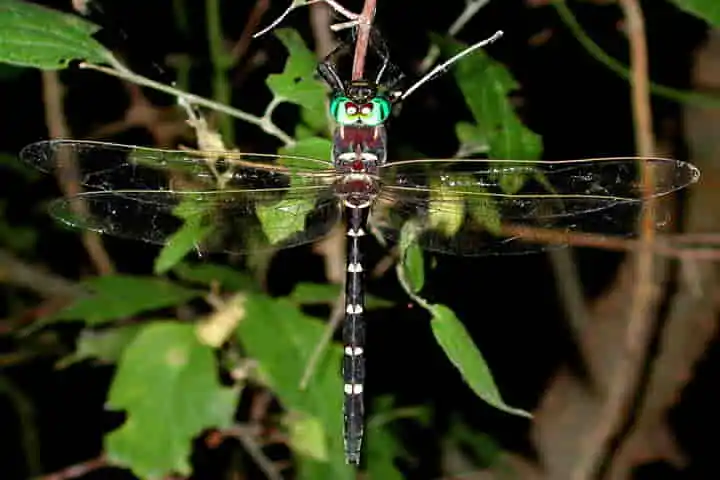 Extinction of dragonflies likely as wetland habitats disappear