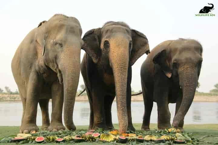 65-year-old Elephant Phookali celebrates her 10th rescue anniversary in style