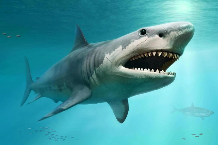 Why Cooler temperatures turned ancient sharks into gigantic creatures