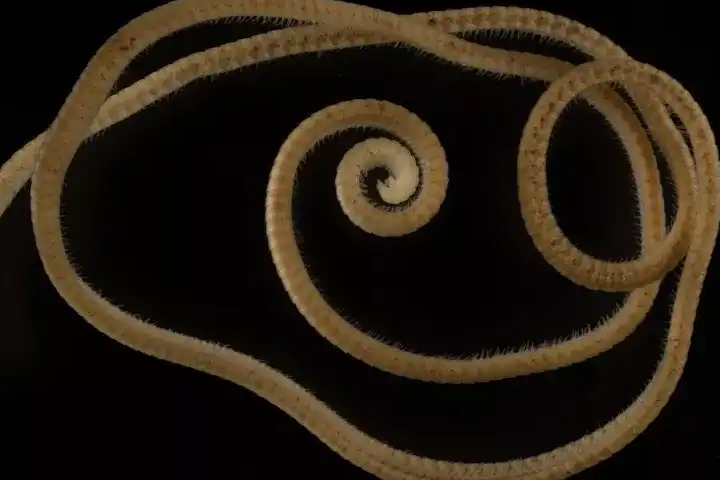 Finally, a millipede – a worm with more than a thousand legs has been discovered!