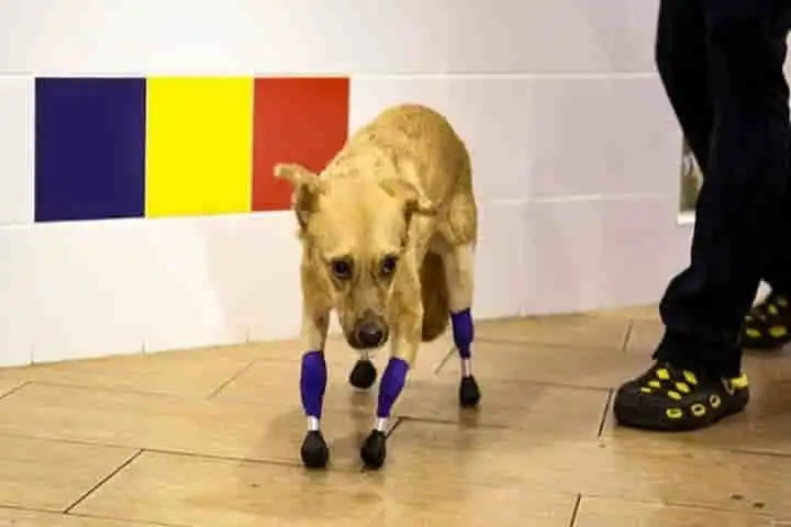 Russian rescue dog, Monika is back on her four prosthetic titanium paws