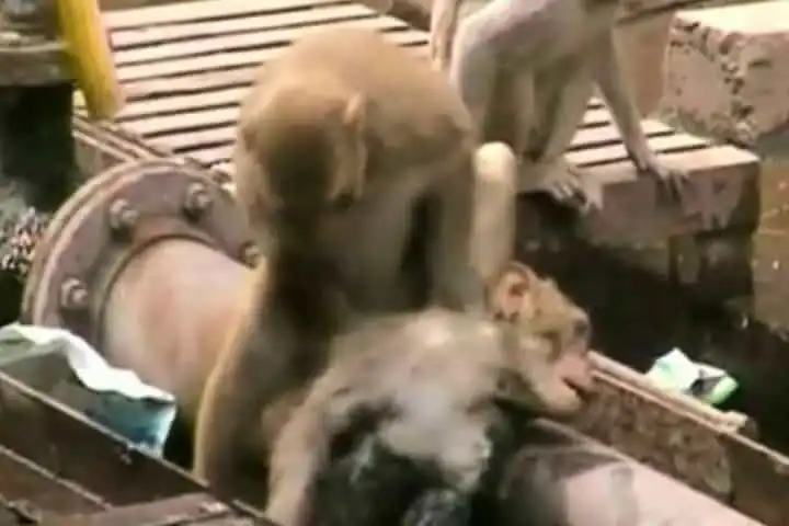 Brave Monkey Revives Its Electrocuted Cousin at Kanpur Railway station