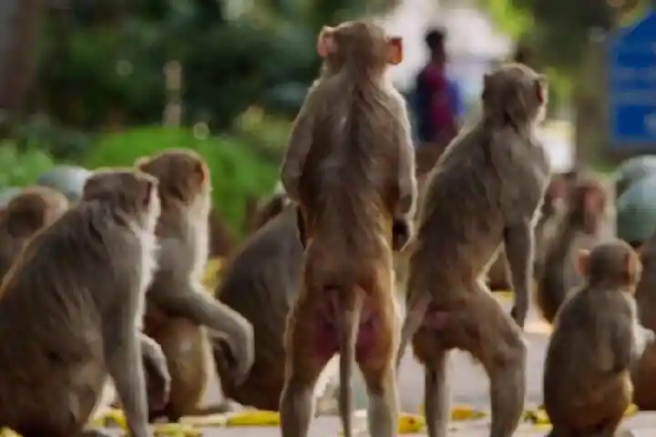 Monkey travels by truck to take revenge against a beleaguered autorickshaw driver