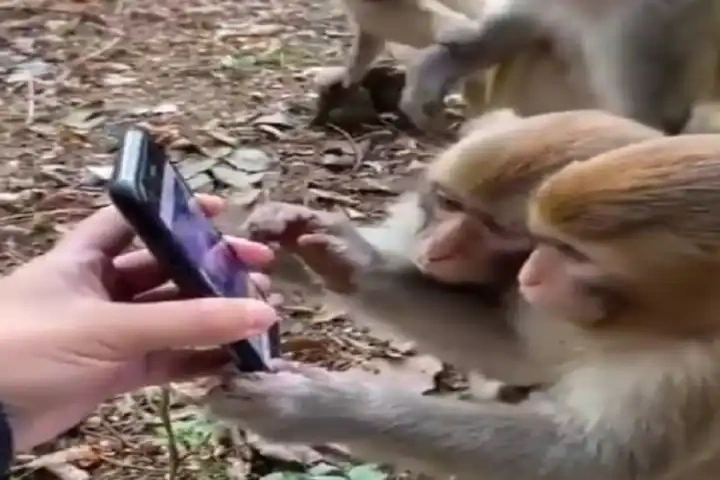 Video: Monkeys excited on seeing their species on smartphone