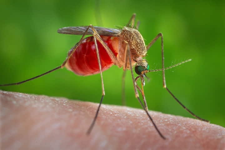 Genetic editing may help world become free from mosquitoes