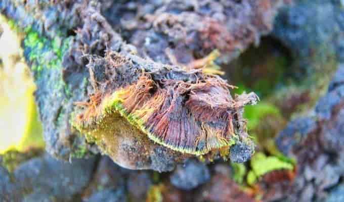 Indian scientists discover new moss species Bryum bharatiensis in Antarctica