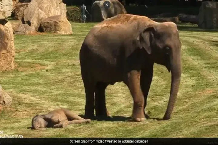Watch Mama Elephant struggle to wake up her darling calf!