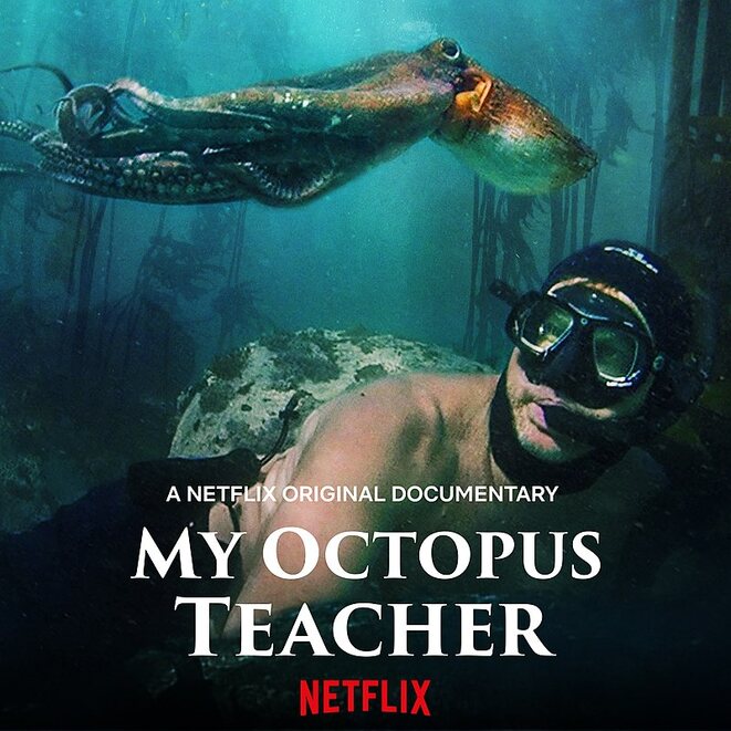 Oscar nominee ‘My Octopus Teacher’: An unusual love story of a human and an octopus!
