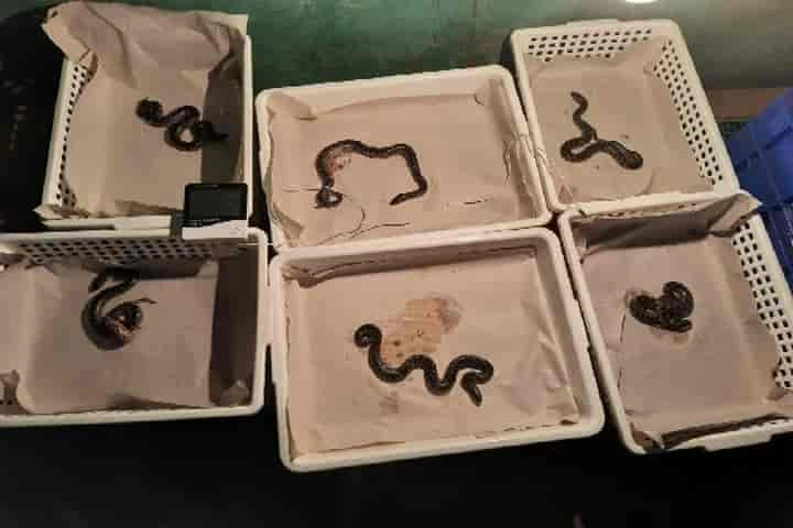 Nine yellow anaconda snakelets born – Odisha’s Nandankanan Zoo rejoices!