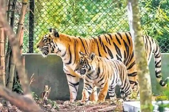 Six tiger cubs welcomed in Odisha’s Nandankanan Zoo