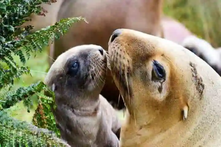 Once hunted, Sea Lions return to New Zealand with a roar