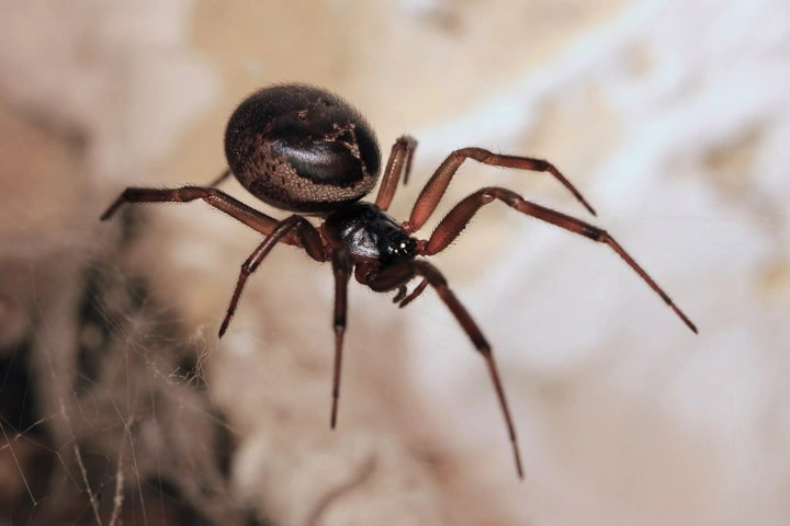 Poisonous false widow spiders trap and feed on England’s protected bats