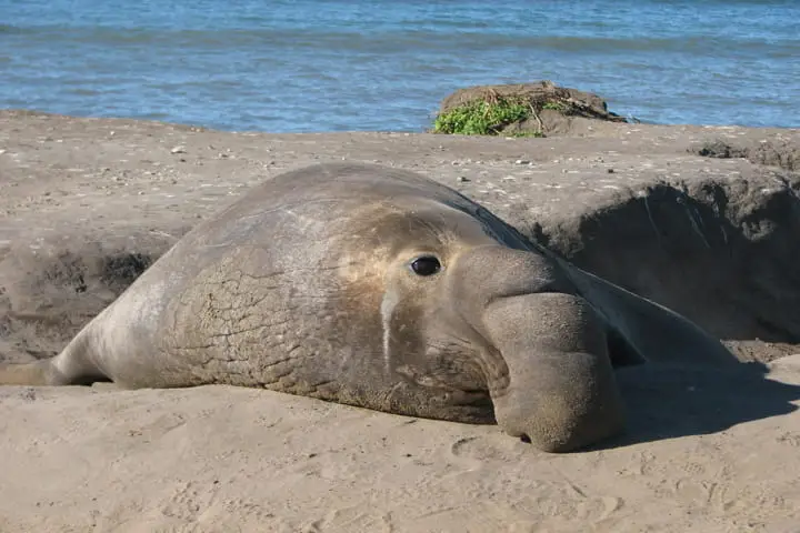 Single-minded male elephant seals eat to mate and not live!