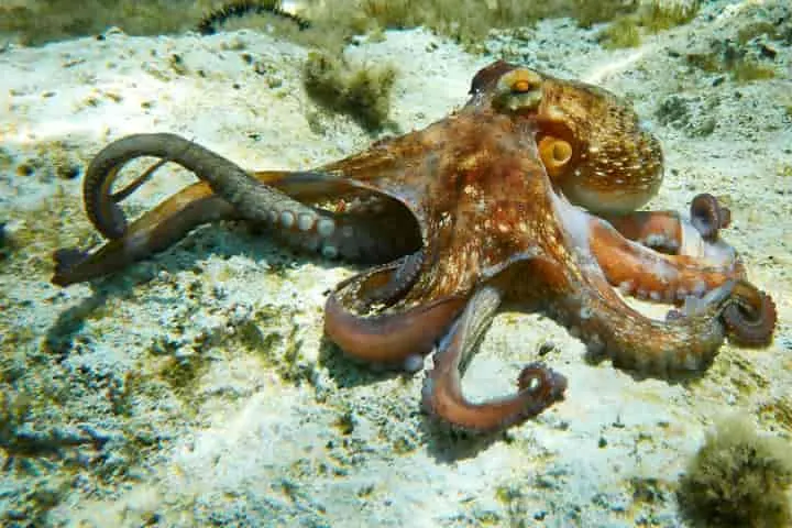 Scientists stunned by similarity between human and octopus brain