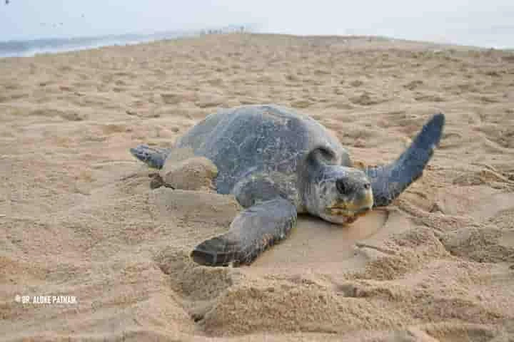 Olive Ridley turtles thrive on Odisha coast, nest count at record 5.5 lakh