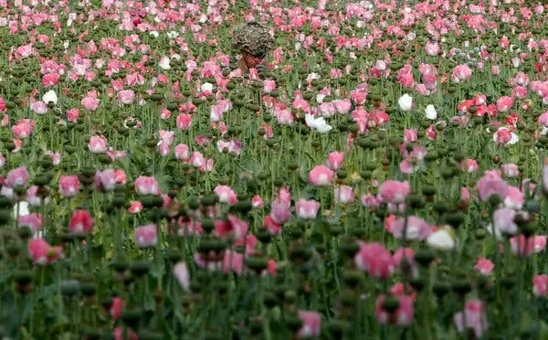 Opium Industries flourishing under the Taliban regime