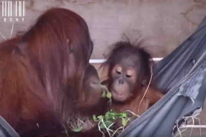 Orangutan apes believe if you spare the rod you spoil the child!
