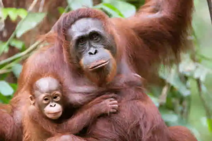 How Orangutan’s can communicate loud and clear despite thick forest cover and distance