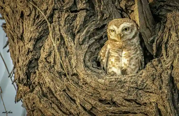 This Diwali don’t let a dark shadow loom over beautiful owls