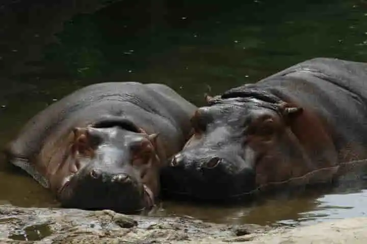 Drug baron Pablo Escobar’s Cocaine Hippos wreak havoc in Colombia