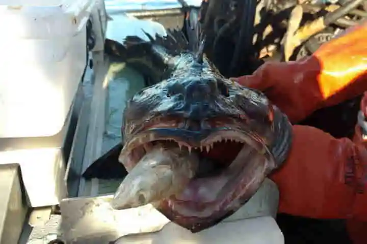 Pacific lingcod-a predatory fish with 500 teeth to feed its huge appetite