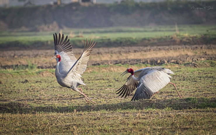 For endangered tallest bird Sarus Crane UP is “uttam” for breeding