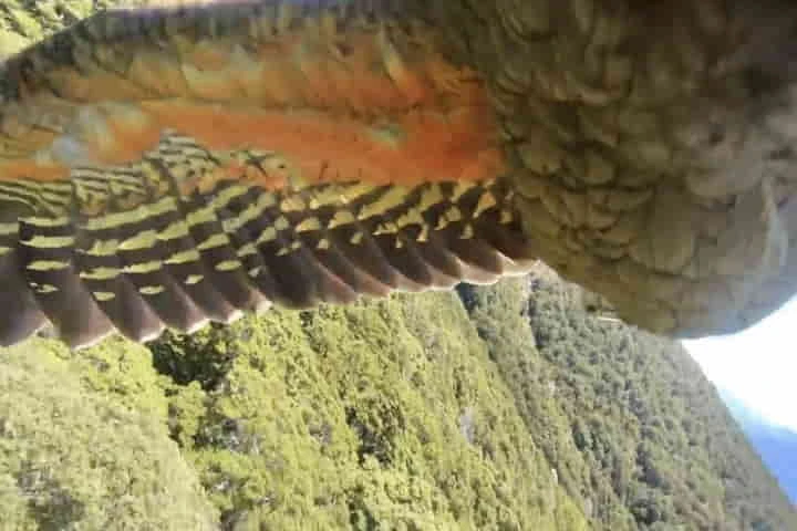 Viral video: Naughty parrot steals GoPro and shoots amazing visuals