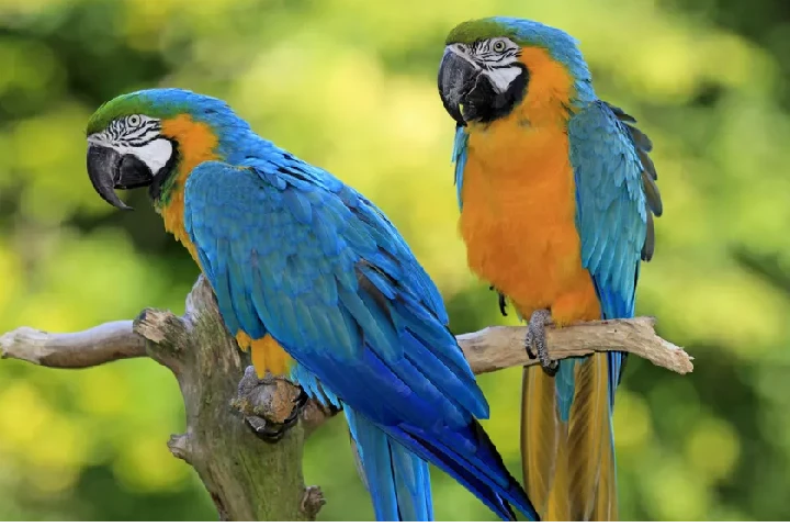 Brainy parrots may need psychological help when kept captive