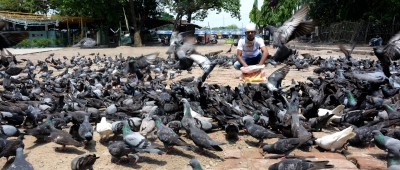 Millionaire’ pigeons in this city of Rajasthan