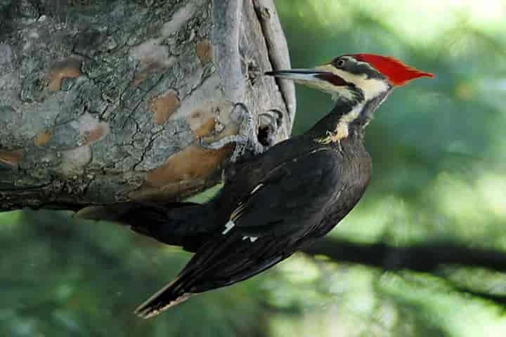 Study reveals secret of how woodpeckers can peck rapidly and forcefully!