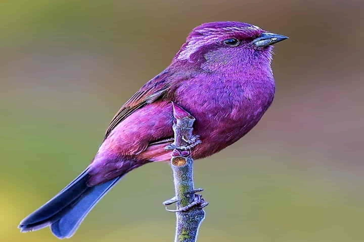 Seven States in India have over 200 species of birds, shows latest bird count