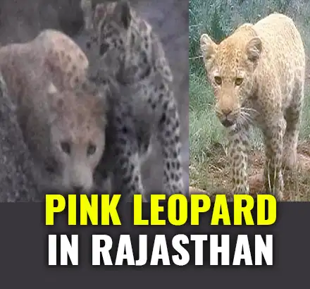 Rare Pink Leopard Spotted In India For First Time Ever | Pink Leopard In Rajasthan